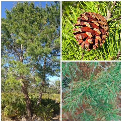 Family: Pinaceae 
Common: sand pine 
Range: Native 
Habitat: Scrubs 
Bark: Normal pine tree bark that gets smoother and flakier higher up 
Persistence: Evergreen 
Leaves: Simple & alternate, 2 needles per fascicle 
Other: Small, serotinous cones