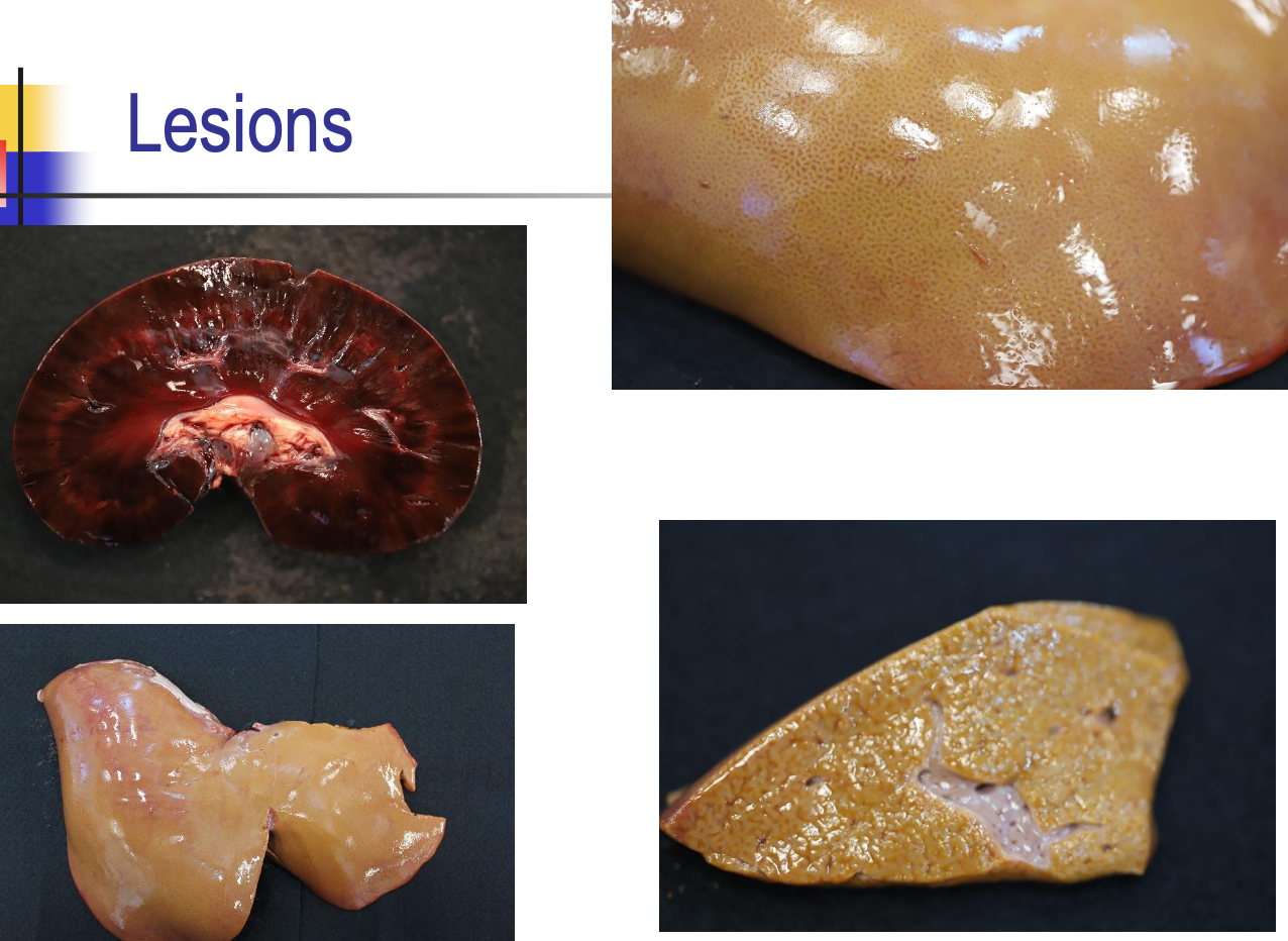 <p>icterus</p><p>enlarged, discolored kidneys</p><p>enlarged, friable, tan liver</p><p>enlarged, engorged spleen, </p><p>distended gallbladder</p><p>gastroenteritis if acute</p>