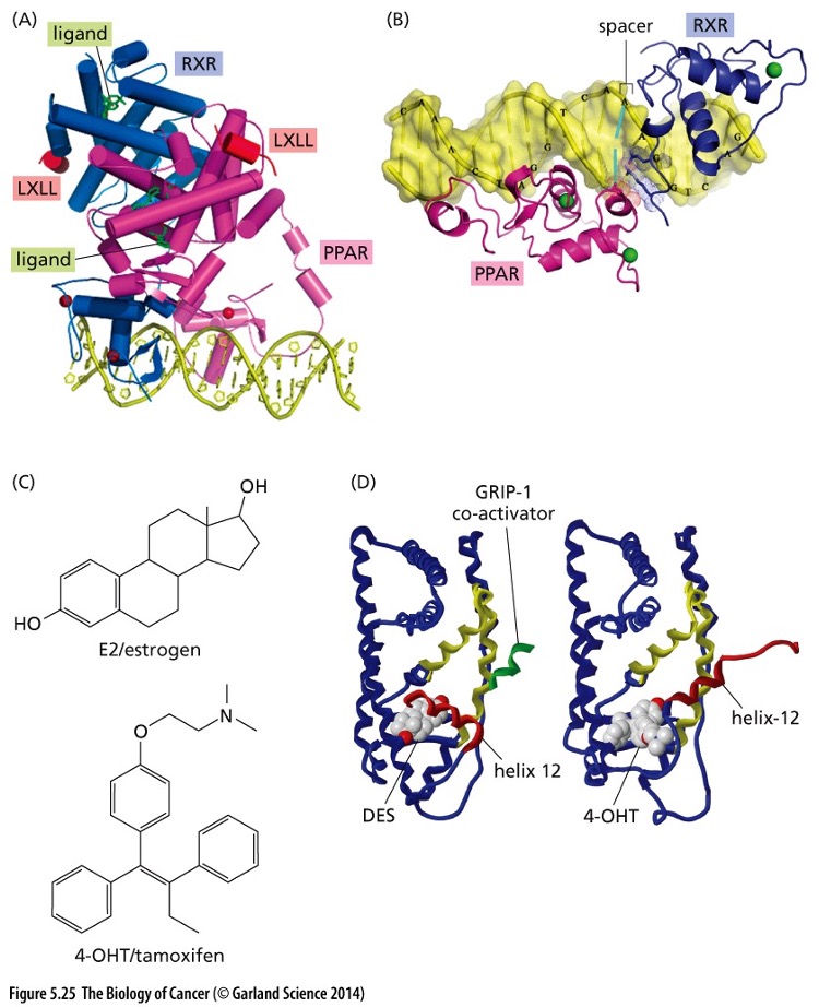 <p>What type of receptors are shown?</p>