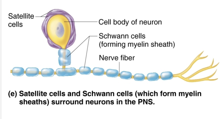 <p><strong><em>Surround neurons in PNS</em></strong></p><ol><li><p><strong>Satellite cells</strong></p><ul><li><p>STRUCTURE </p><ul><li><p>Surround neuron cell bodes in PNS </p></li></ul></li><li><p>FUNCTION </p><ul><li><p>Similar to astrocytes of CNS </p></li></ul></li></ul></li><li><p><strong>Schwann cells </strong>(neurolemmocytes) </p><ul><li><p>STRUCTURE </p><ul><li><p>Surround all peripheral nerve fibers and form myelin sheaths in thicker nerve fibers </p></li></ul></li><li><p>FUNCTION</p><ul><li><p>Similar functions as oligodendrocytes </p></li><li><p>Vital to regeneration of damaged peripheral nerve fibers </p></li></ul></li></ul></li></ol><p></p>