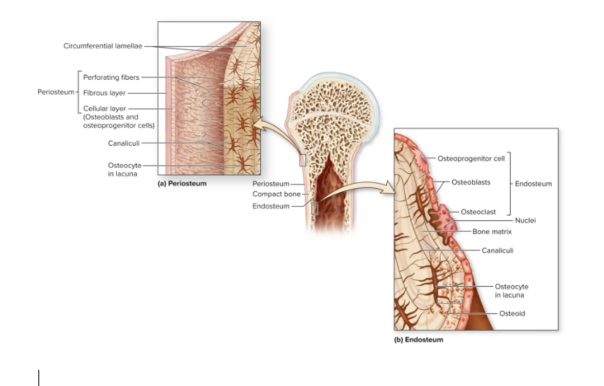 <p>Periosteum</p>