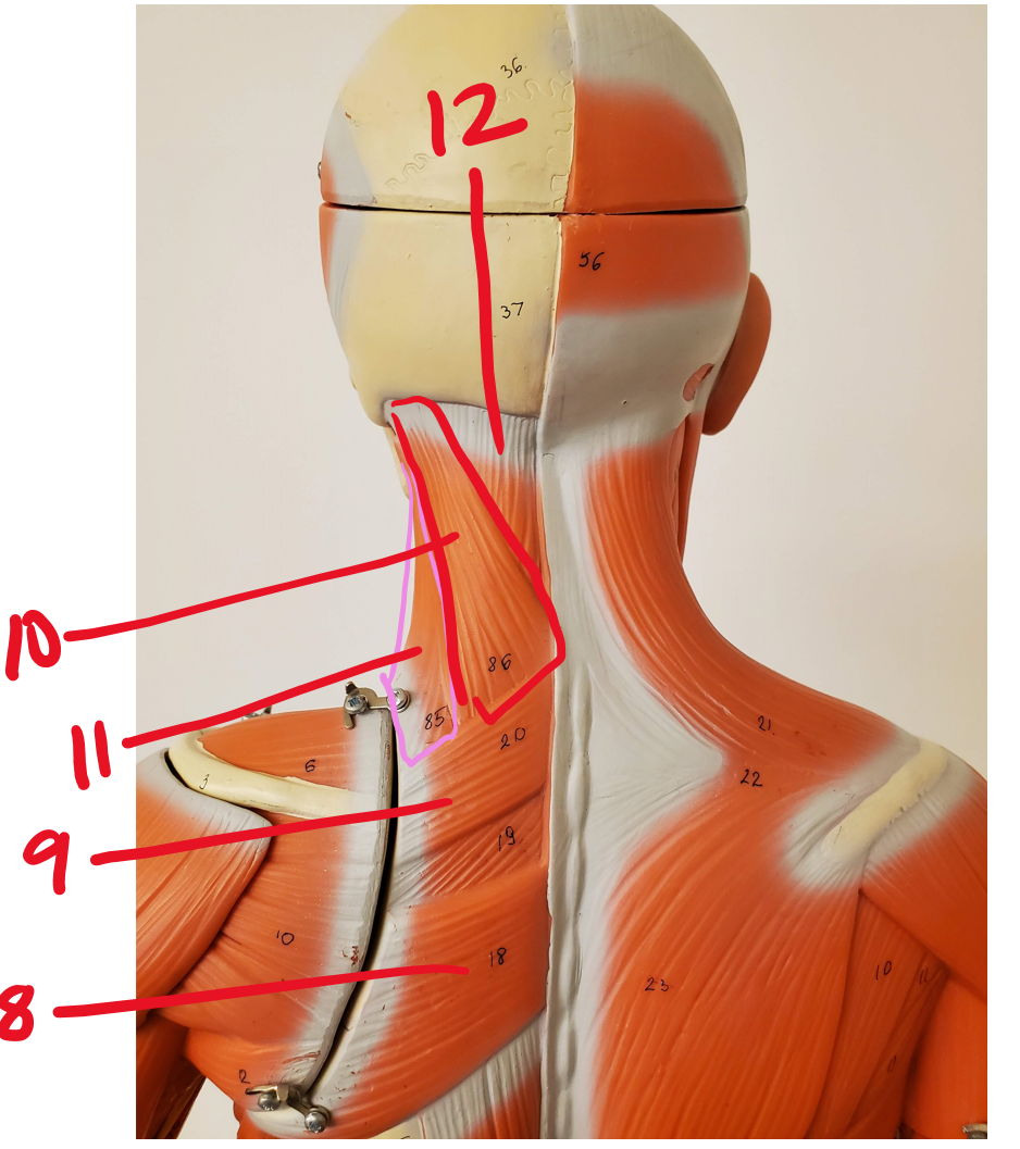 Posterior muscles of neck, shoulder, thorax #8