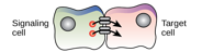<p>What kind of chemical signaling is this?</p>