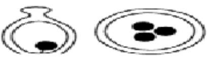 <p>determine the placentation </p>