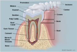 <p>Begin the process mechanical digestion (breaking the food down into smaller more manageable pieces) to assist in swallowing;</p><p> chopping, tearing and grinding</p><p>Each tooth is designed to complete a specific task ex. Canine as pointed and sharp to help tear, molars are flat to grind.</p><p></p>