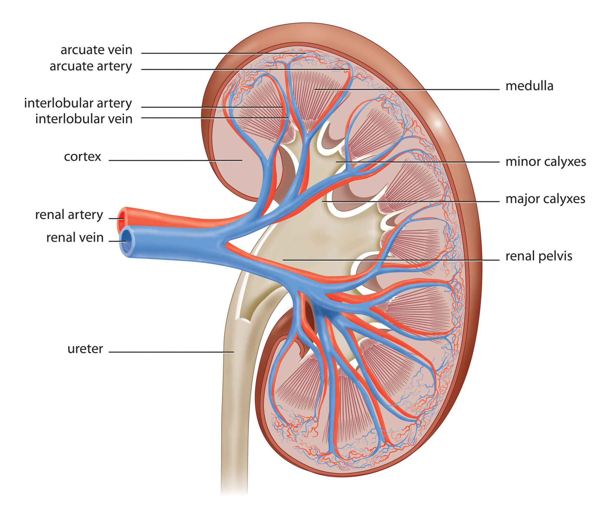 <p>Glomerulus, Bowman’s capsule, proximal convoluted tubule, and distal convoluted tubule</p>