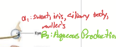 <ul><li><p>Radial muscle for mydriasis</p></li><li><p>Sweat (not axial) </p></li><li><p>Muller’s muscle</p></li><li><p>Vasoconstrictor</p></li></ul><p></p>