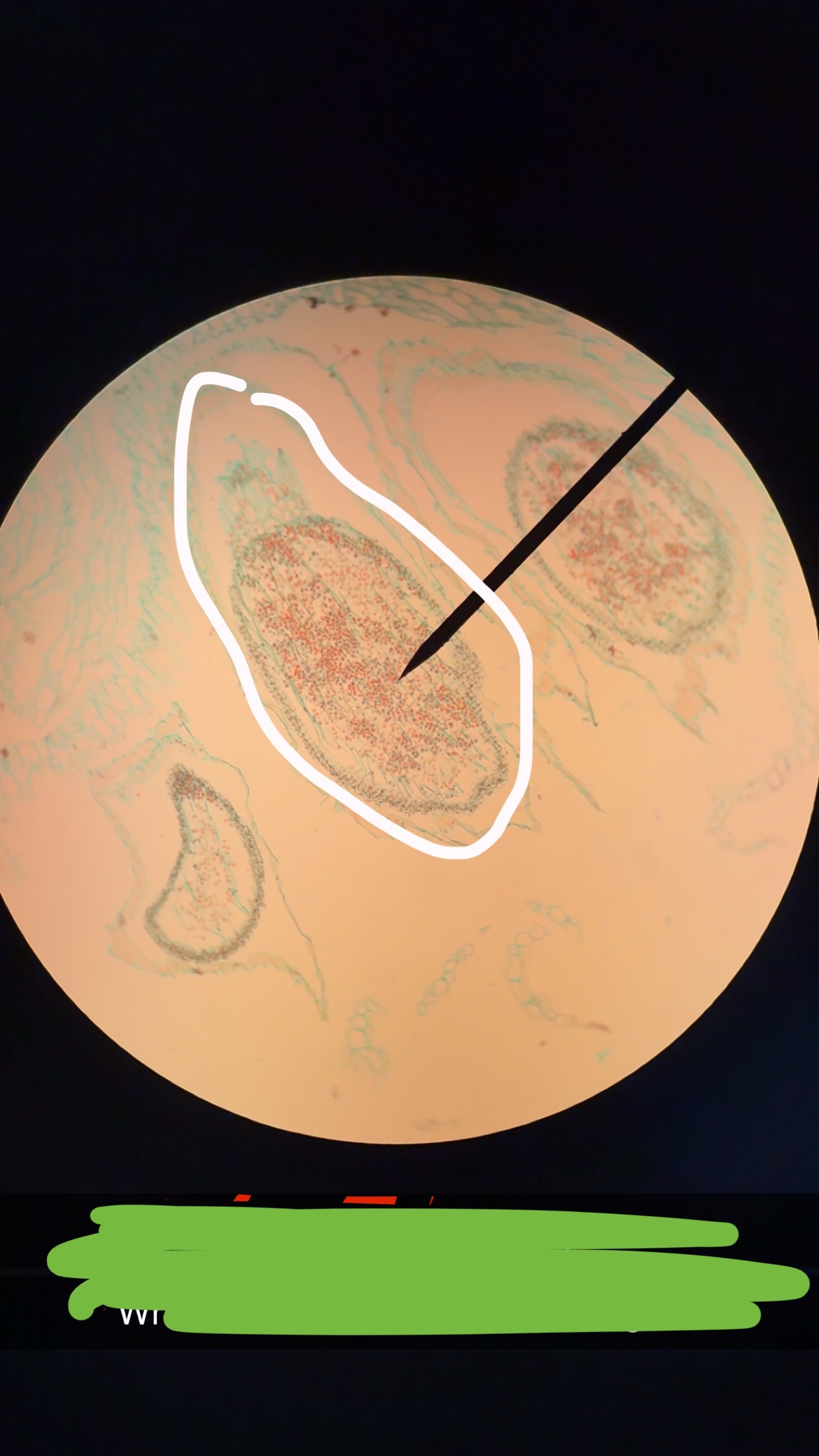 <p>What is inside this circle </p>