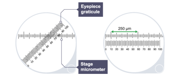 <p>Line up one of the divisions on the eyepiece graticule with a fixed point on the stage micrometer.</p>