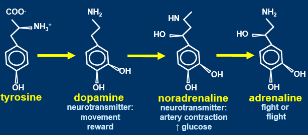 <ul><li><p>respond to polypeptide or modified amino acids </p></li><li><p>change structural amino acid into signal through slight change </p></li><li><p>tyrosine is amino acid, othrs are modified amino acids </p></li></ul><p></p>