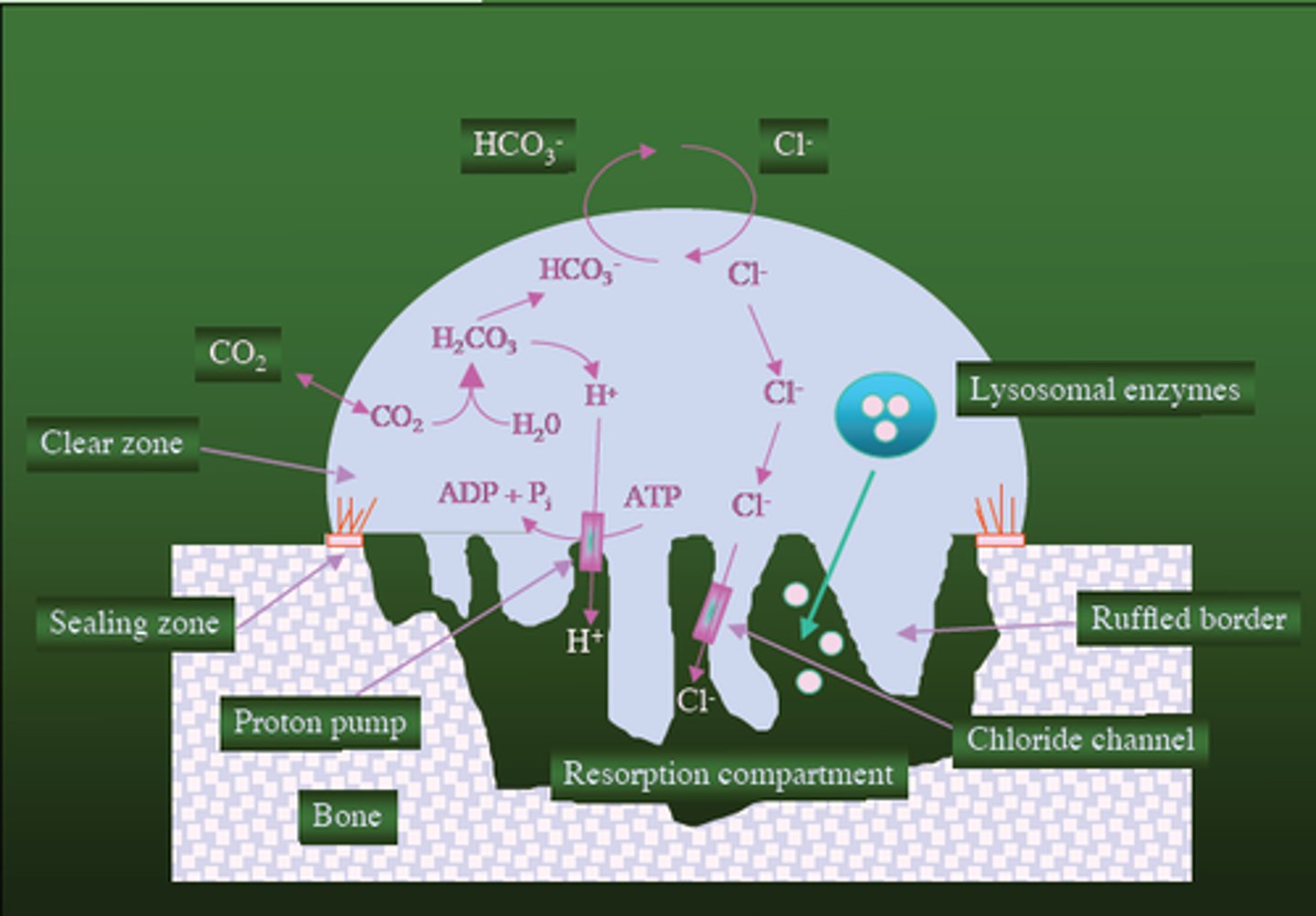 <p>1. Protoner produceras av kolsyraanhydras i cellen</p><p>2. Protonpumpar i plasmamebranet transporterar protoner över cellmembranet vilket gör resorptionskompartimentet surt</p><p>3. Bikarbonat transporteras ut ur cellen i utbyte mot kloridjoner</p><p>4. Kloridjoner kompenserar för den positiva laddningen som orsakas av protoner</p><p>5. Benmineraler löses upp pga dt låga pH som orsakas av protoner</p><p>6. Lysosomala enzymer utsöndras för att bryta ner den organiska matrixen</p><p>7. Nedbrutet material diffunderar till blodet där det cirkulerar tills det återanänds</p>