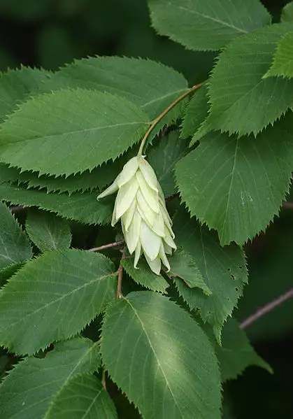 <p>Eastern Hophornbeam</p>