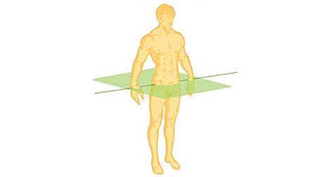Divides the body into upper and lower halves (rotation)