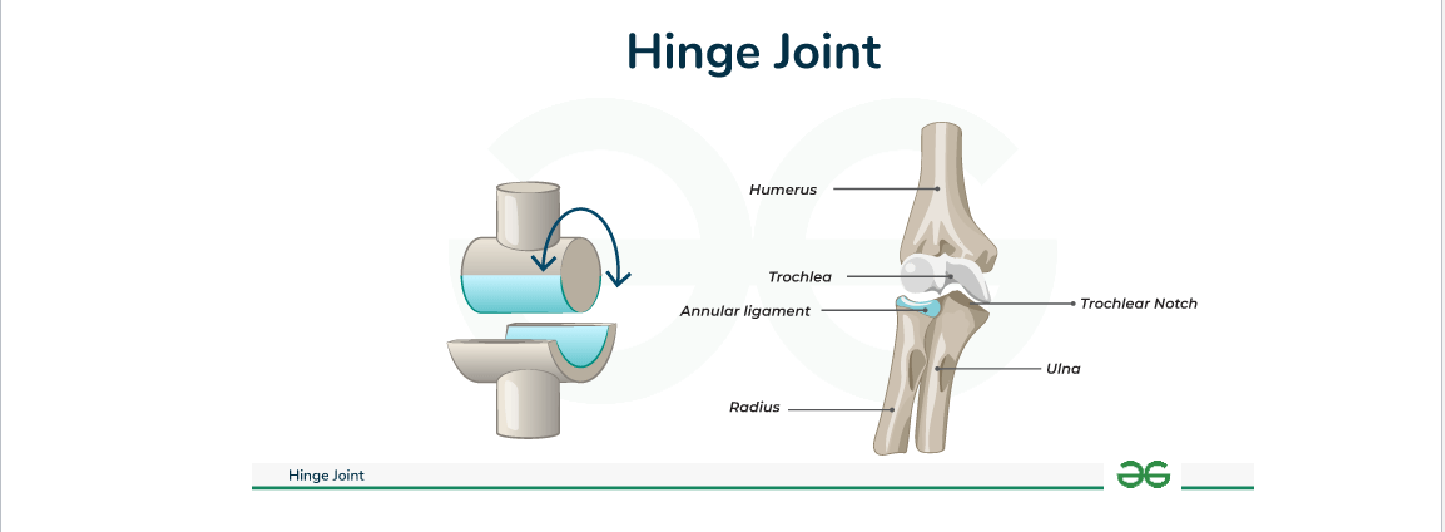 <p>Hinge: Elbow, Knee → Flexion/Extension only&nbsp;</p>