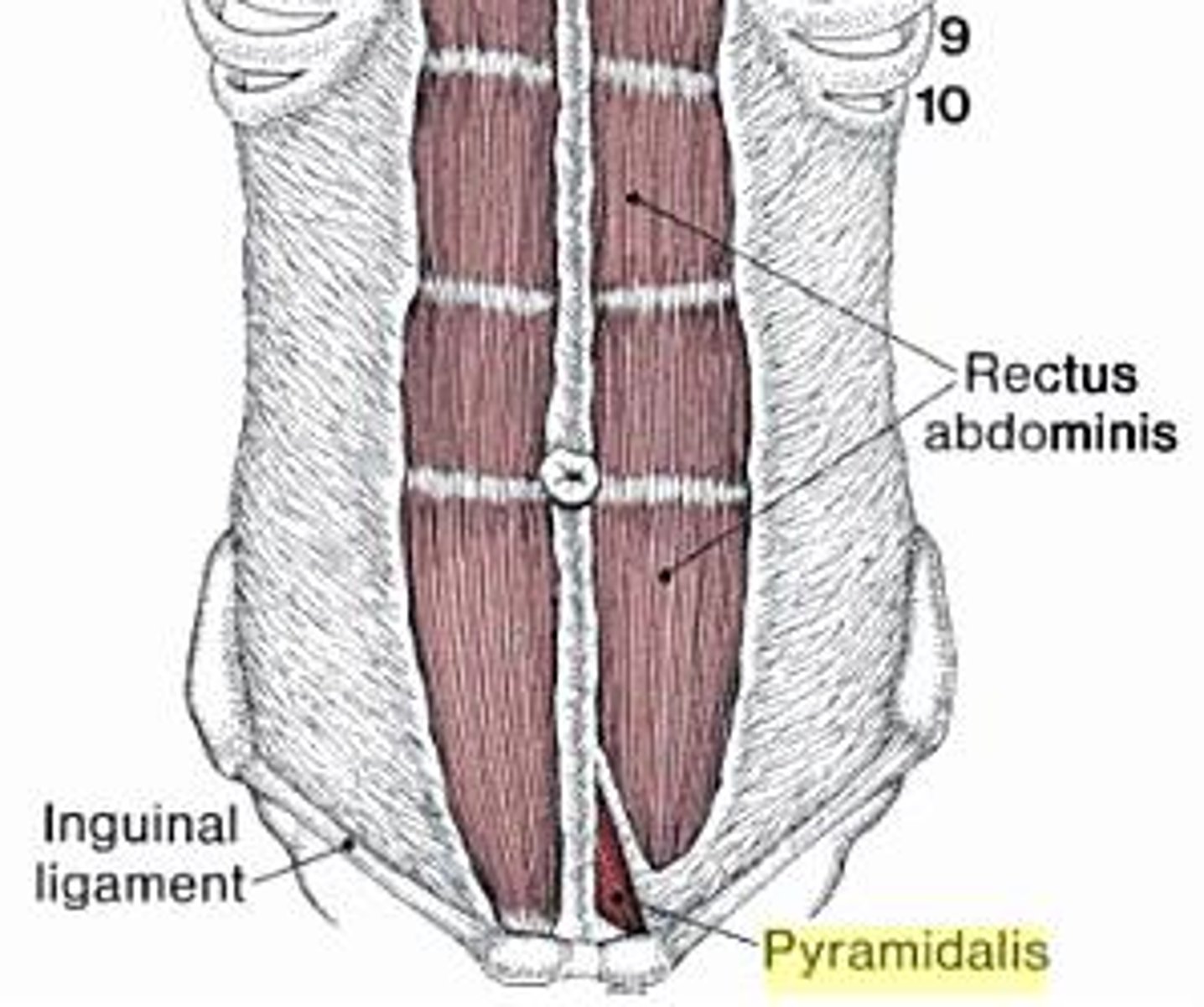 <p>- small triangular muscle anterior to the rectus and contained within the rectus sheath</p><p>- absent in ~20% of the population</p><p>origin:</p><p>pubic crest and symphysis</p><p>insertion linea alba</p><p>action: tenses linea alba</p>