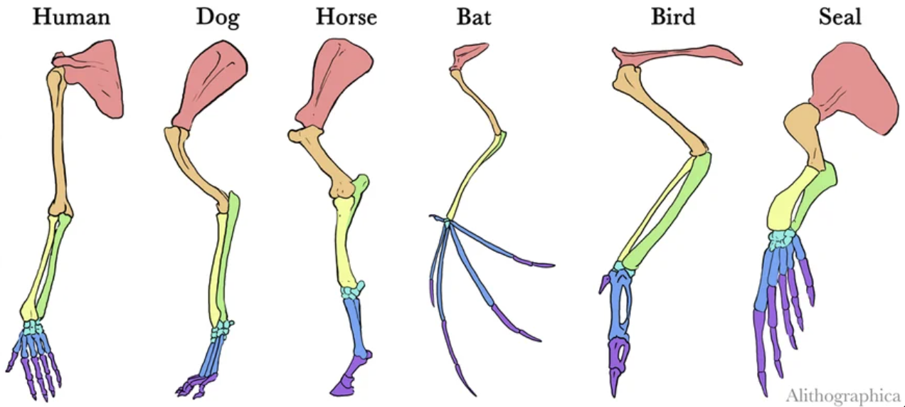 <p>Shared structures between different species derived from a common ancestor</p>