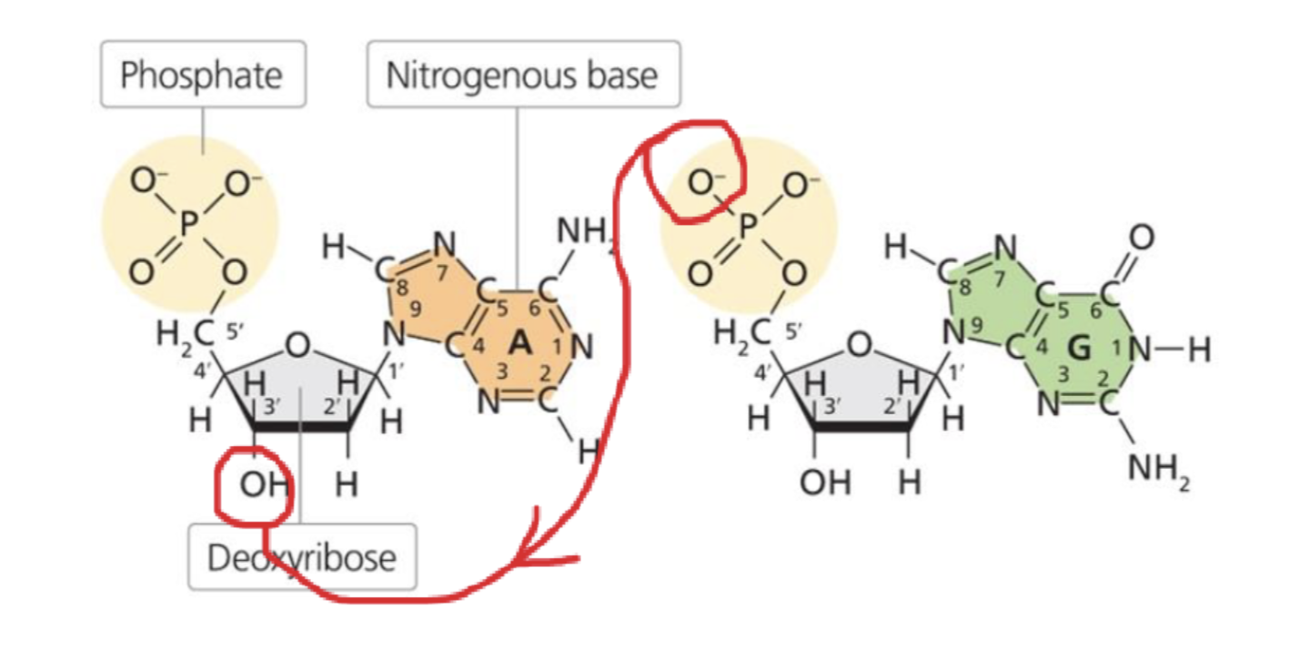 <p>forms between the phosphate group on the 5’ carbon of one nucleotide’s sugar and the hydroxyl (-OH) on the 3’ carbon of the next nucleotide’s sugar —&gt; creates the sugar phosphate backbone </p>