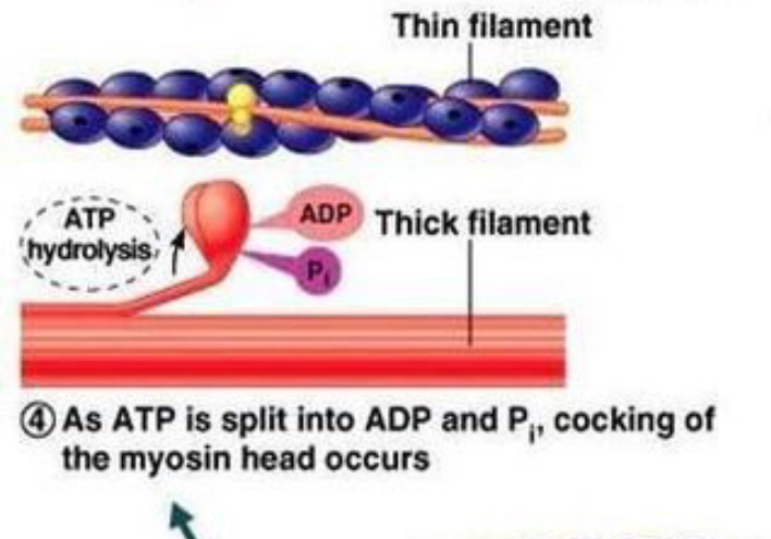 <p><strong>Myosin reactivation (re-cocking)</strong> </p><p>ATP is <strong>split (ATP → ADP + P)</strong>, giving energy to reset the myosin head to its “ready” position.</p>