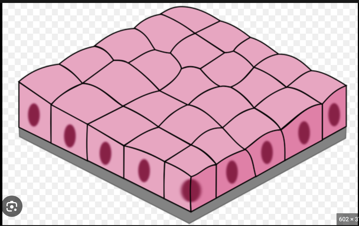 <p>single layer of cube shaped cells</p>