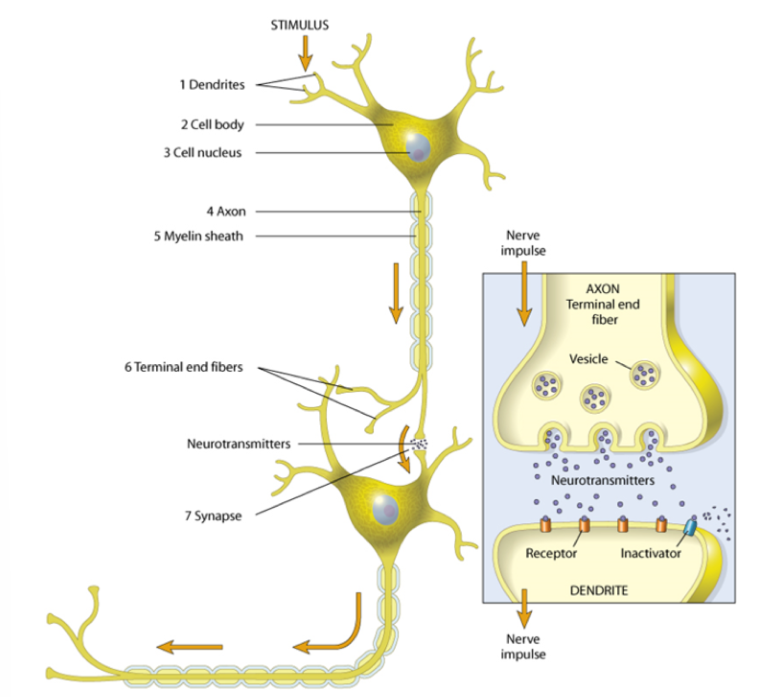 <p>dendrite, cell body, nucleus, axon (myelin sheath), terminal end fibers (secrete neurotransmitters across synapse)</p>