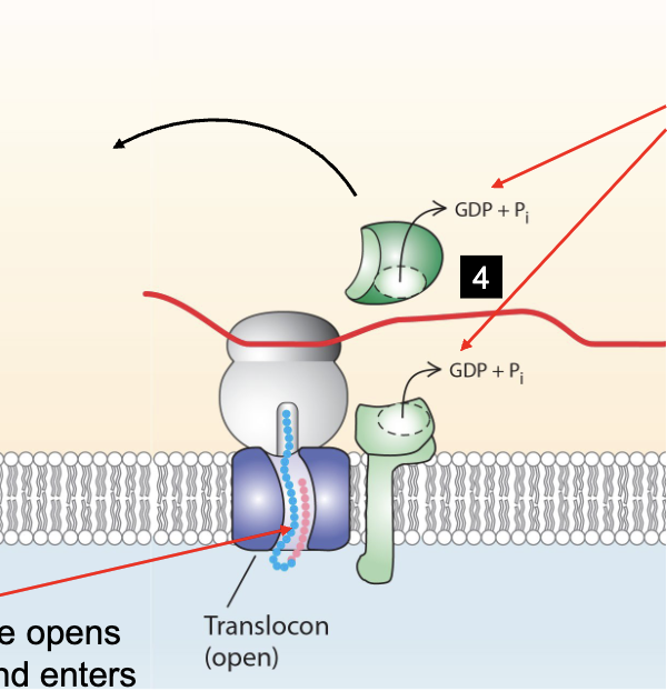 <p>P54 of SRP and alpha subunit of SRP receptor hydrolyze their bound GTP, destabilizing the interaction interface and dissociating them from each other</p><p>ER signal sequence opens the translocator and enters the channel</p>