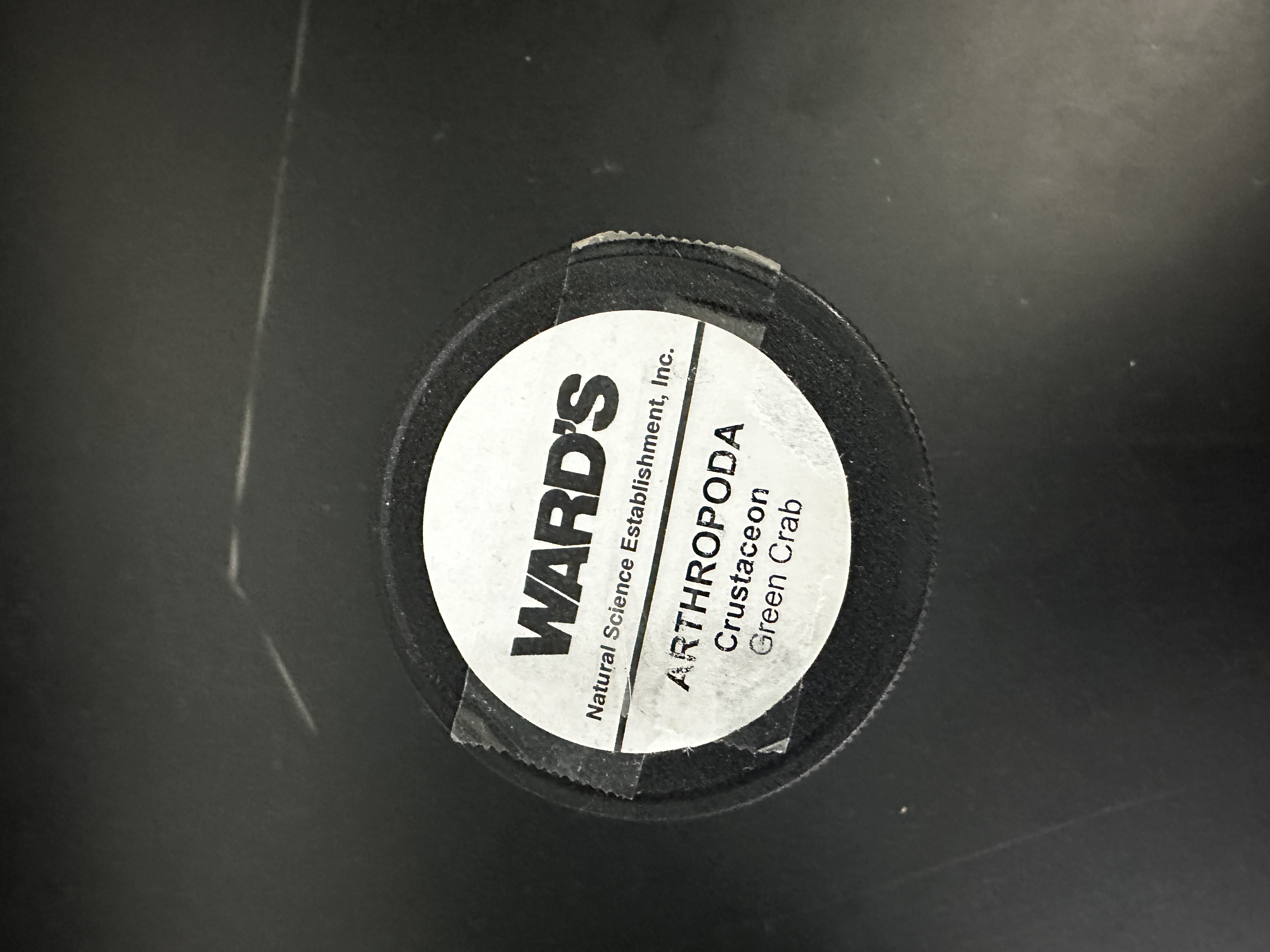 <p>Grouping: Protostome</p><p>Grouping: Ecdysozoa</p><p>Phylum: Arthropoda</p><p>Subphylum: Crustacea</p>