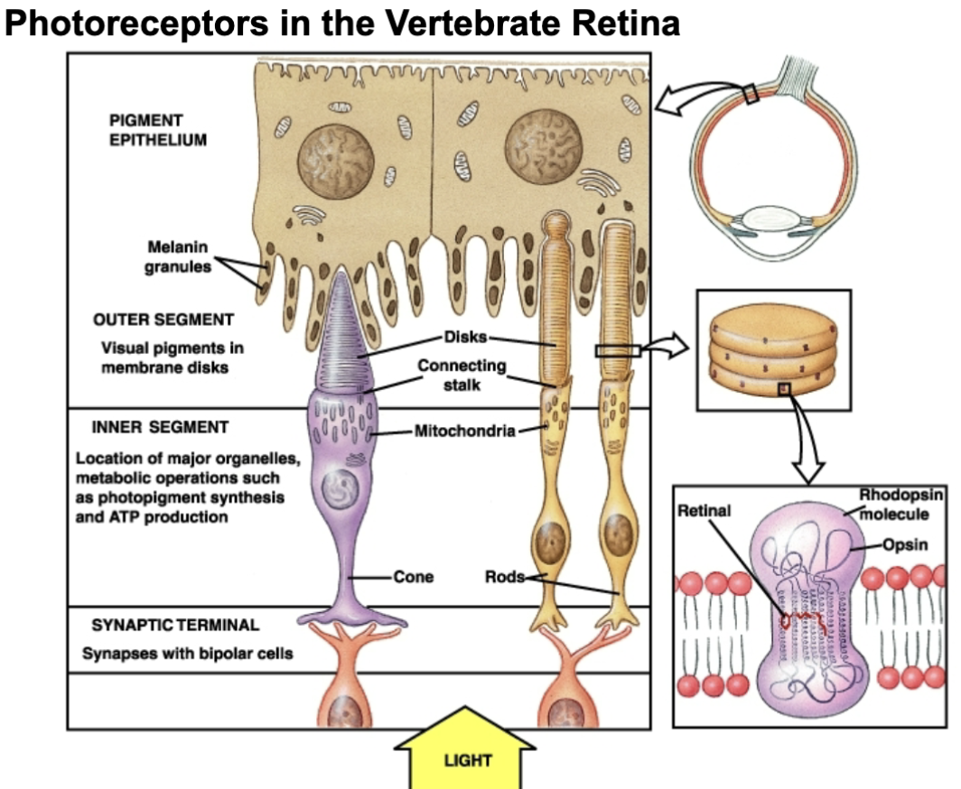 <ul><li><p>cones and rod cells</p></li><li><p>send electrical signals to the brain</p><p></p></li></ul><p></p>