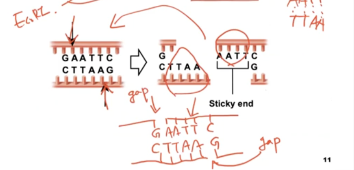 <p>sticky ends</p><ul><li><p>The AATT is the sticky ends</p></li><li><p>Try to go back to the original</p><ul><li><p>DNA is inserted based on base pairing</p><ul><li><p>need an enzyme (ligase) to fill the gap</p></li></ul></li></ul></li></ul><p></p>