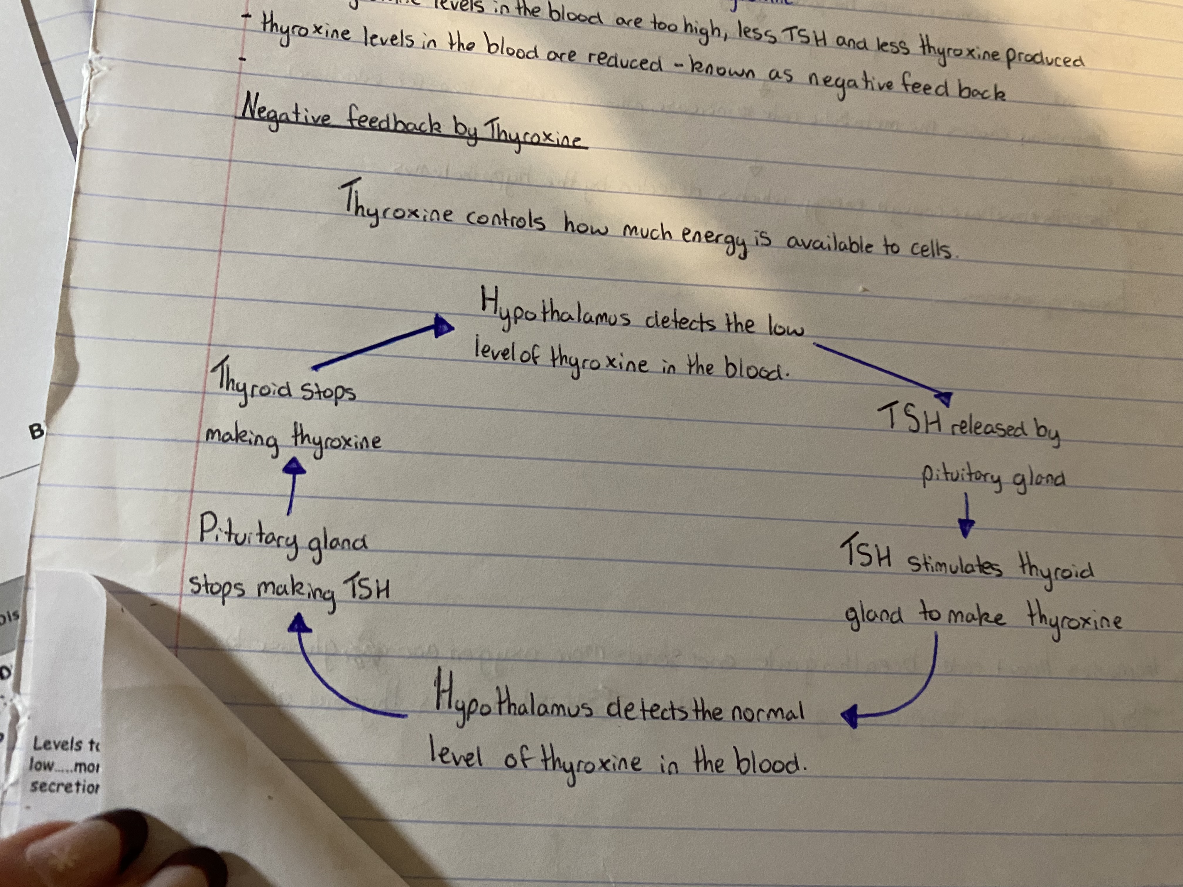 knowt flashcard image