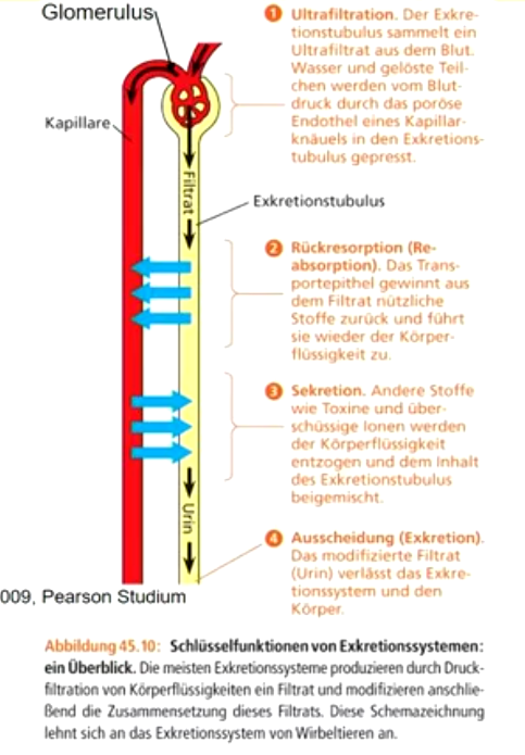 * Exkretionsorgane bestehen aus **Blutkapillaren** und **Exkretionsröhren**, die Transportepithele besitzen und nutzen ein **Gegenstromprinzip** zur Anreicherung von Substanzen. 
* **Ultrafiltrationsvorgang** des Blutes: Zellen und große Moleküle (z.B. Proteine) können die feinen Poren im Glomerulus nicht passieren („Ultrafiltration“ des Blutes und Bildung des Primärharns) 
* **Selektive Reabsorption** gewinnt nützliche Moleküle zurück; aktive Transportmechanismen resorbieren Glucose, bestimmte Salze, Vitamine, Hormone, usw. 
* **Sekretion** bestimmter Substanzen 
* Wasser wird entzogen und Harn **stark konzentriert** abgegeben.