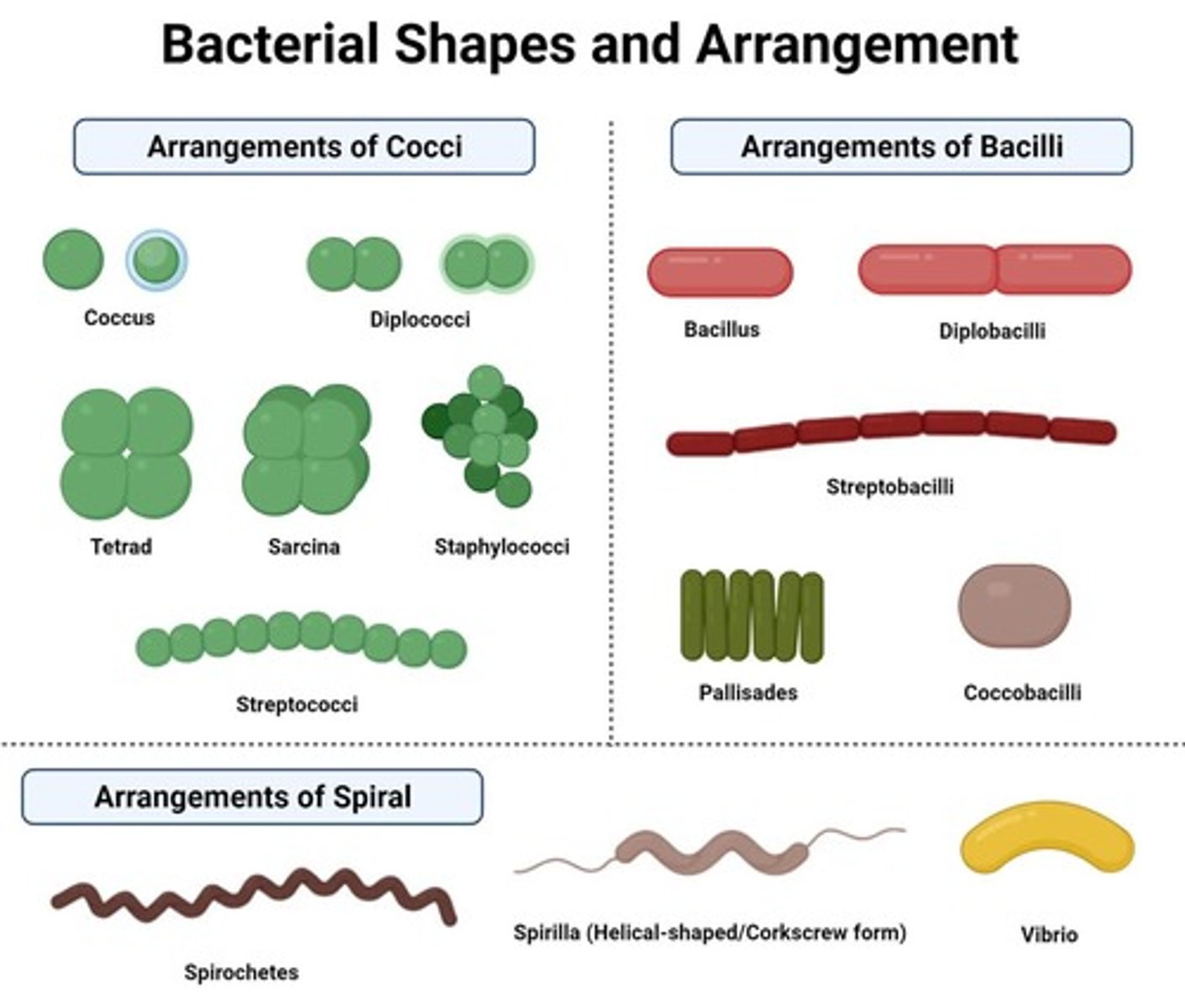 <p>Cocci (round), bacilli (rod-shaped), and vibrio or spirilla (curved and spiral-shaped).</p>
