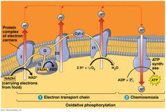 <p>electrons are transferred from NADH and FADH2 to a series of proteins</p>