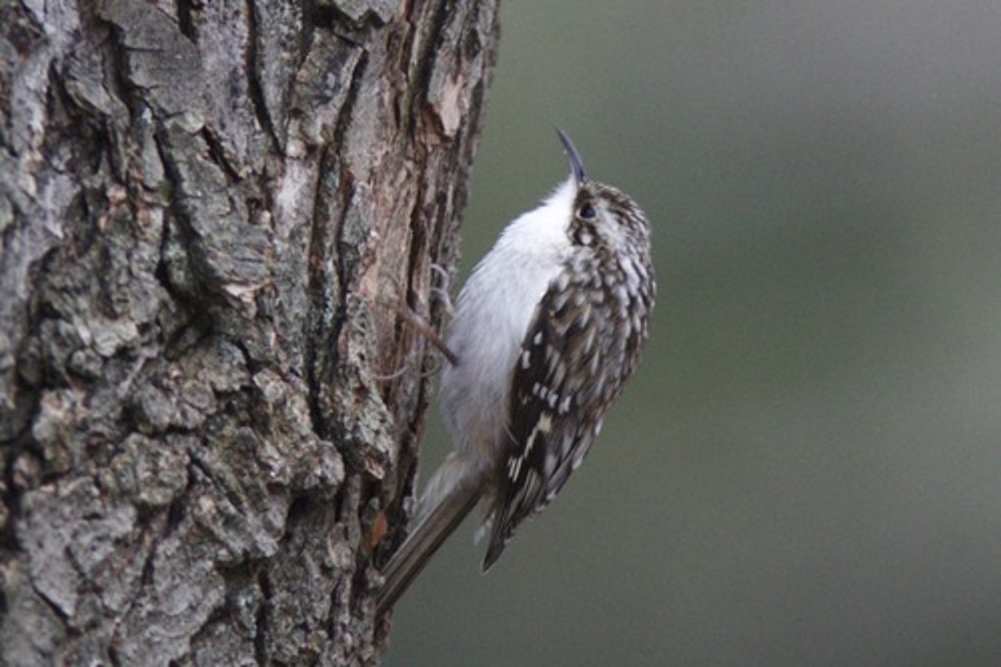 <p>Coniferous forest</p>