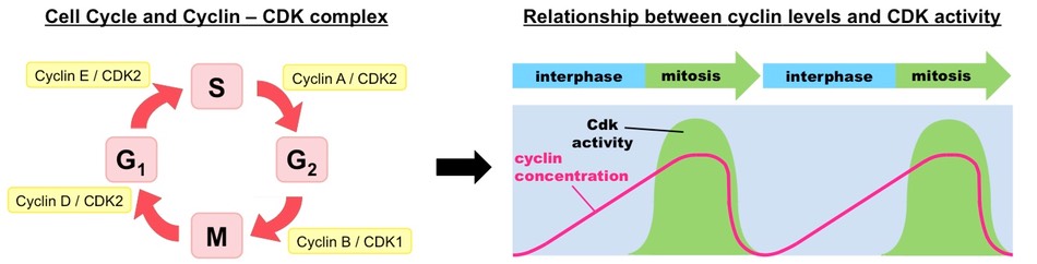 <p>Cyclin levels will peak <strong>before</strong> CDKs</p>