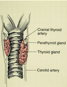 <p>Surgical treatment of HyperT4 </p>