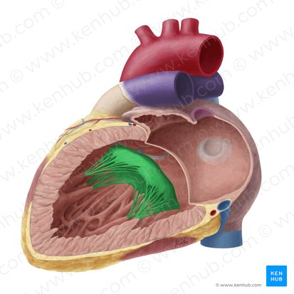 <p>Valve that regulates flow between left atrium to left ventricle.</p>