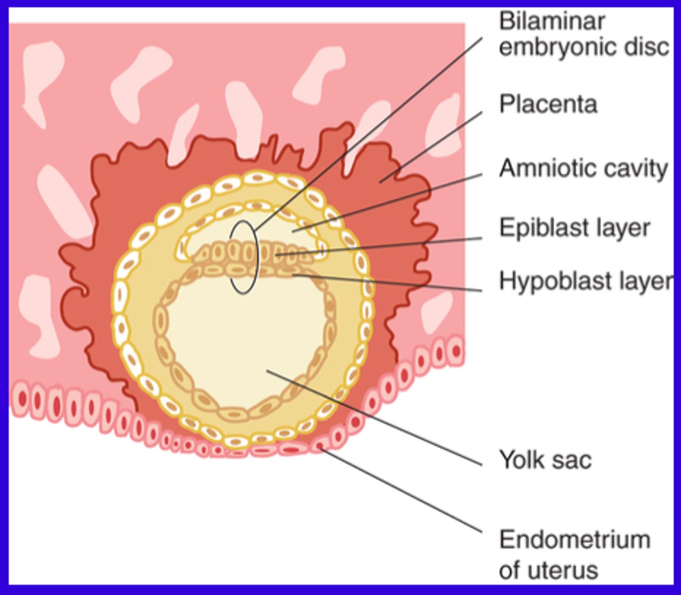 <p>The implanted blastocyst grows by increased proliferation, cellular morphogenesis and differentiation. This creates embryonic cell layers within blastocysts creating a bilaminar embryonic disc.</p>