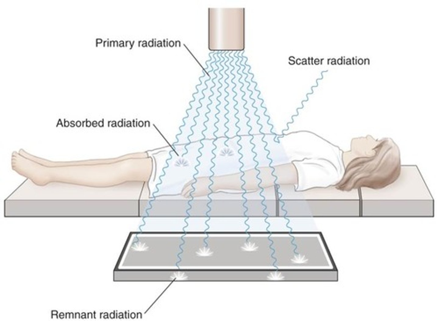 <p>Primary radiation<br>Scatter radiation <br>Absorbed radiation<br>Remnant radiation</p>
