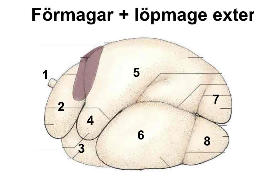 <p>nr 8</p>
