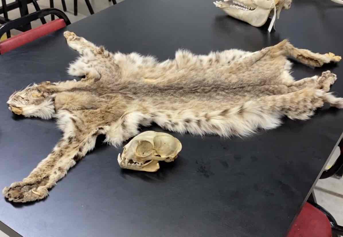 <ul><li><p>Order- Carnivora </p></li><li><p>Fam- Felidae </p></li></ul><p>med sized. upperparts reddish brown streaked with black. underparts whitish and spotted with black. back of ears black rimmed and white in the center. Ears slightly is tufted. fur on sides of head long. short tail. tip black above and white below. skull has short rostrum large bullae that are divided by a septum. dentition is reduced. shortened jaw results in increased force at the bite point. incissors small and chisel like. upper canine is larger thant the lower. simple molar, carnassials well developed and cheek teeth are exclusively for shearing. retractable claws, digitigrade. they rely on sight. relatively large eyes. also have good smell and hearing senses. </p>