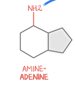 <p>Two rings with amine group </p>