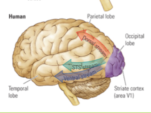 <p><strong>Ventrale route</strong> = de “wat-route” → deze gaat naar <u>infotemporele cortex </u>(deze kan objecten als objecten herkennen (bijv. herkennen dat een pen een pen is))<br><br><strong>Dorsale route</strong> = de “waar-route” → deze gaat naar de <u>pariëtale kwab</u> (nodig voor het inschatten van afstanden (waar iets zich bevindt tov het lichaam))</p>