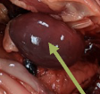 <ul><li><p>part of the immune system; lymphocyte production</p></li><li><p>recycles red blood cells</p></li><li><p>more round in shape as compared to mammalian spleens which are flat</p></li></ul>