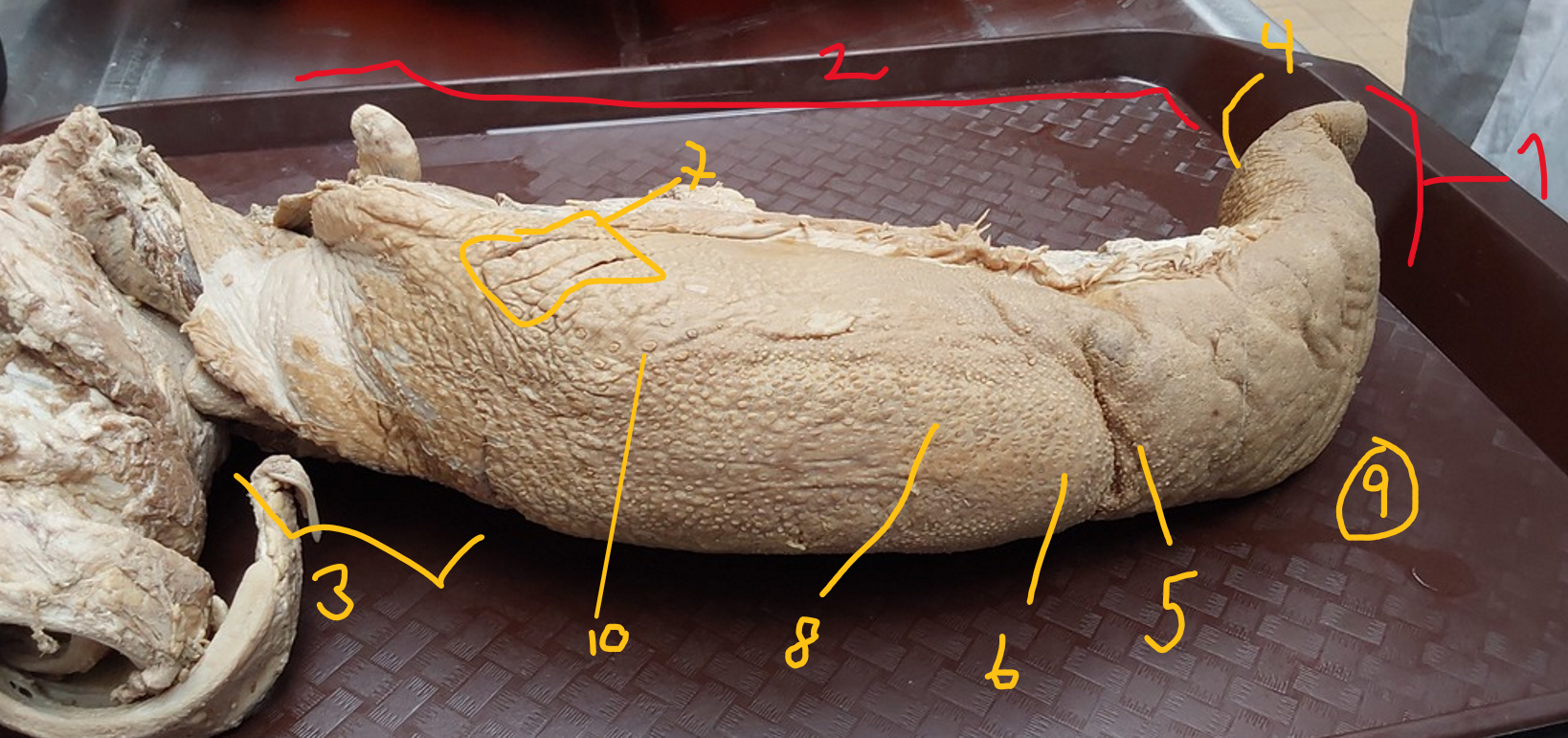 <p>describe the structures of lingua. </p>