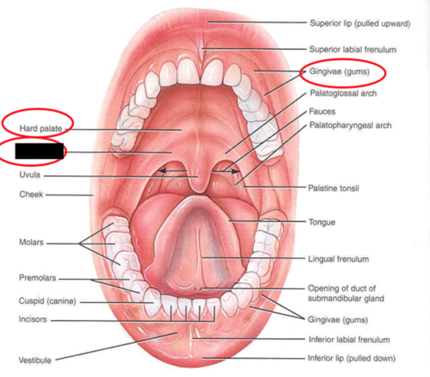 knowt flashcard image