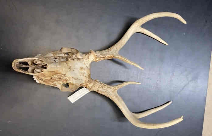 <ul><li><p>Order- Artiodactyla </p></li><li><p>Fam- Cervidae </p></li></ul><p>relatively small deer with short ears. tail broad basaly and white underneath. all major points of the antlers come off the main beam. antlers are made of bone. they arise from a permanent bony base on the frontals called a pedicel. upper incissors absent. in the lower jaw, three incissors are present on each side. and are joined by an incissor like canine. posses a postorbita bar, lack sagittal crest. posess 4 toes on each foot. four chambered stomach. herbivorous. </p>