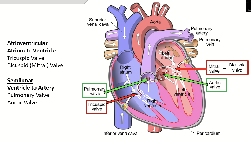 <p>Atrioventricular valve that separates the right atrium and right ventricle. Made up of three flaps.</p>