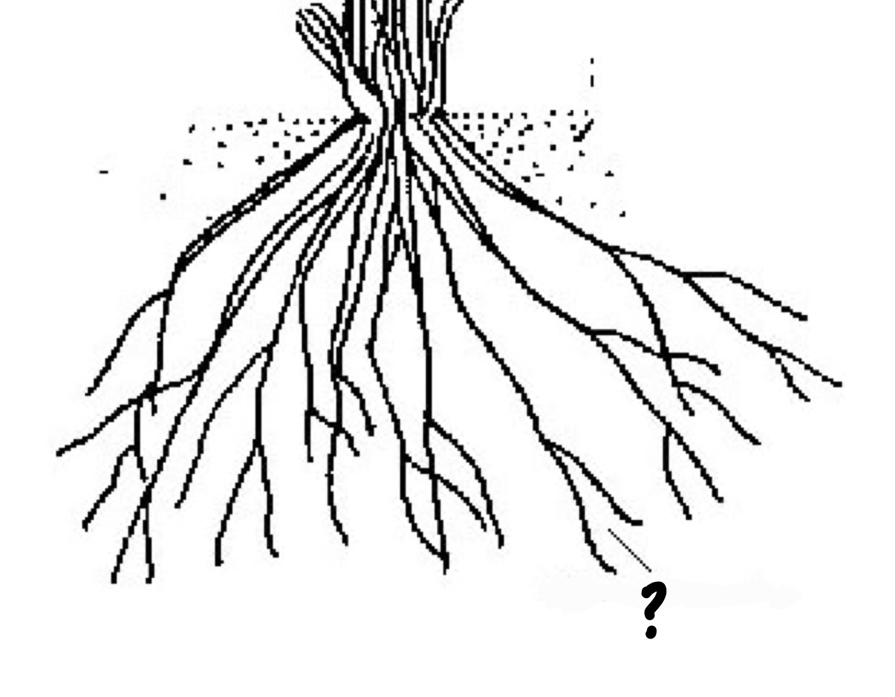 <ul><li><p>characterized by thin lateral roots with no main roots</p></li><li><p>what monocots and seedless vascular plants have</p></li></ul>