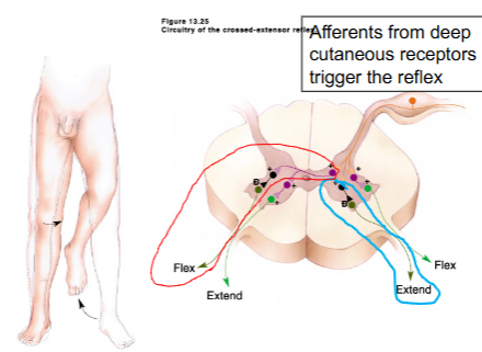 <p>inhibitory interneuron allows inhibition of ipsilateral extensors</p>