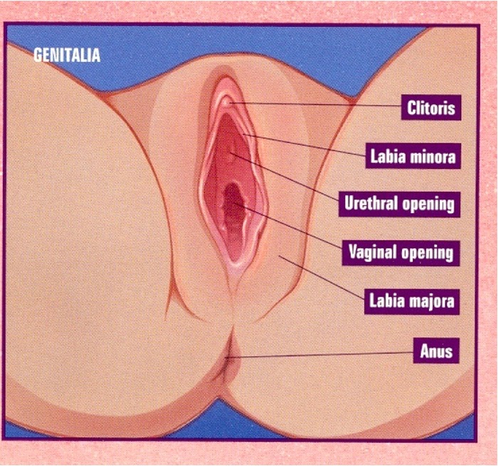 <p>perineum</p>